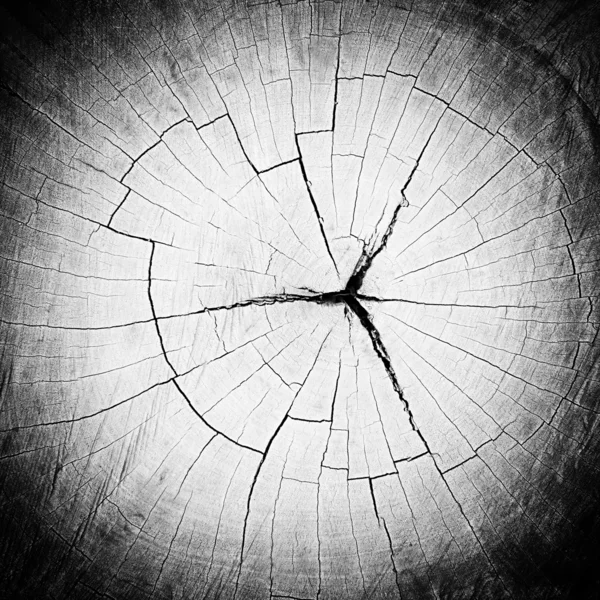 Cracked tree stump texture — Stock Photo, Image