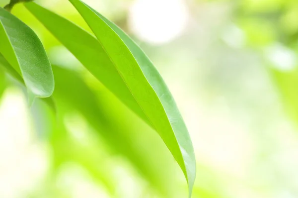 Green leaves on bokeh background — Stock Photo, Image