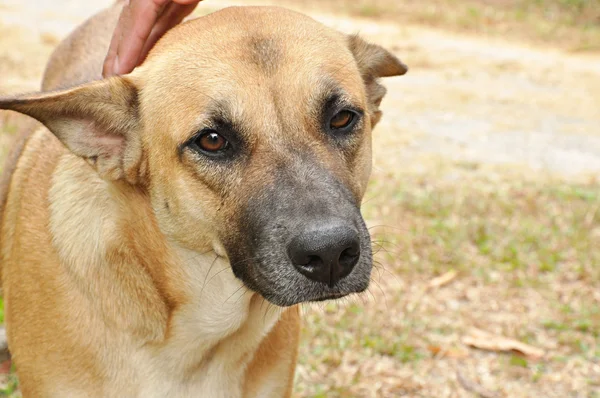 Brown Thai dog — Stock Photo, Image