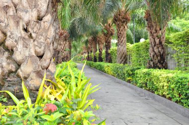 Bahçe çitleri ve palmiye ağaçları iki tarafı boyunca yürüme yolu