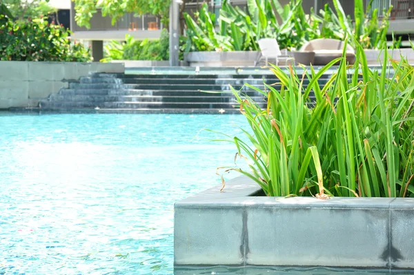 Groene planten in de buurt van zwembad — Stockfoto