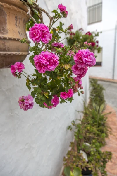 Pelargonie — Zdjęcie stockowe