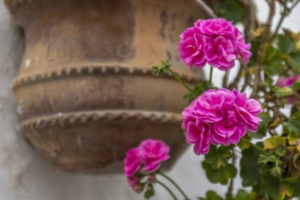 Pelargoner — Stockfoto