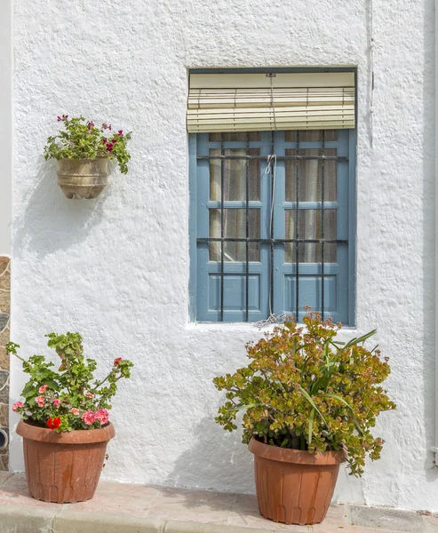 Pelargoner — Stockfoto