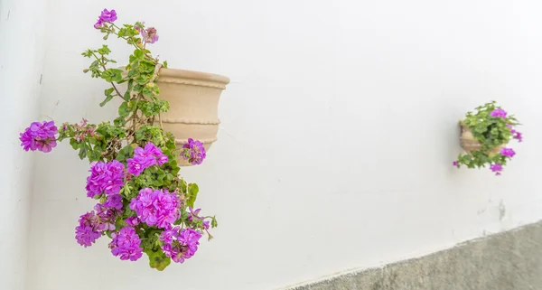 Geraniums — Stockfoto