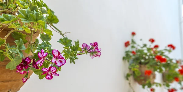 Geraniums — Stockfoto