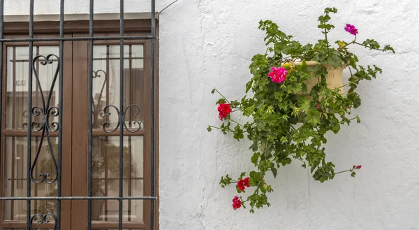 Geraniums — Stockfoto