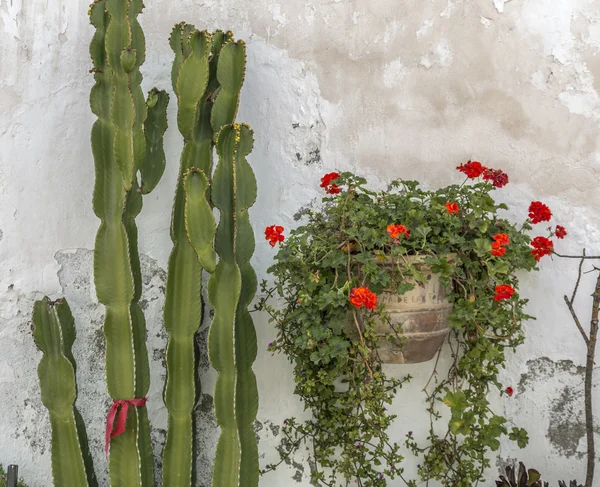 Geraniums — Stockfoto