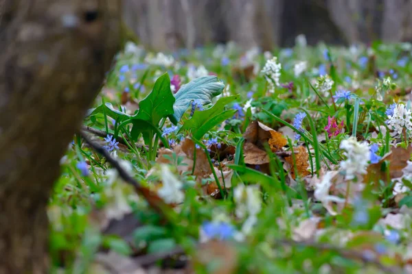 Mixed spring wild forest flowers in bloom on the forest floor, hollowroot Corydalis cava. Beautiful small plants with blurred foreground for copy space.