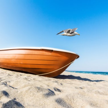 martı tekne üzerinde uçar