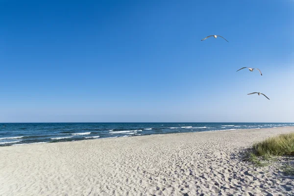 Gabbiani sulla spiaggia — Foto Stock