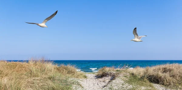 Seagulls on the beach — Stock Photo, Image