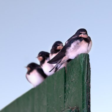 üst üste dört genç yutar