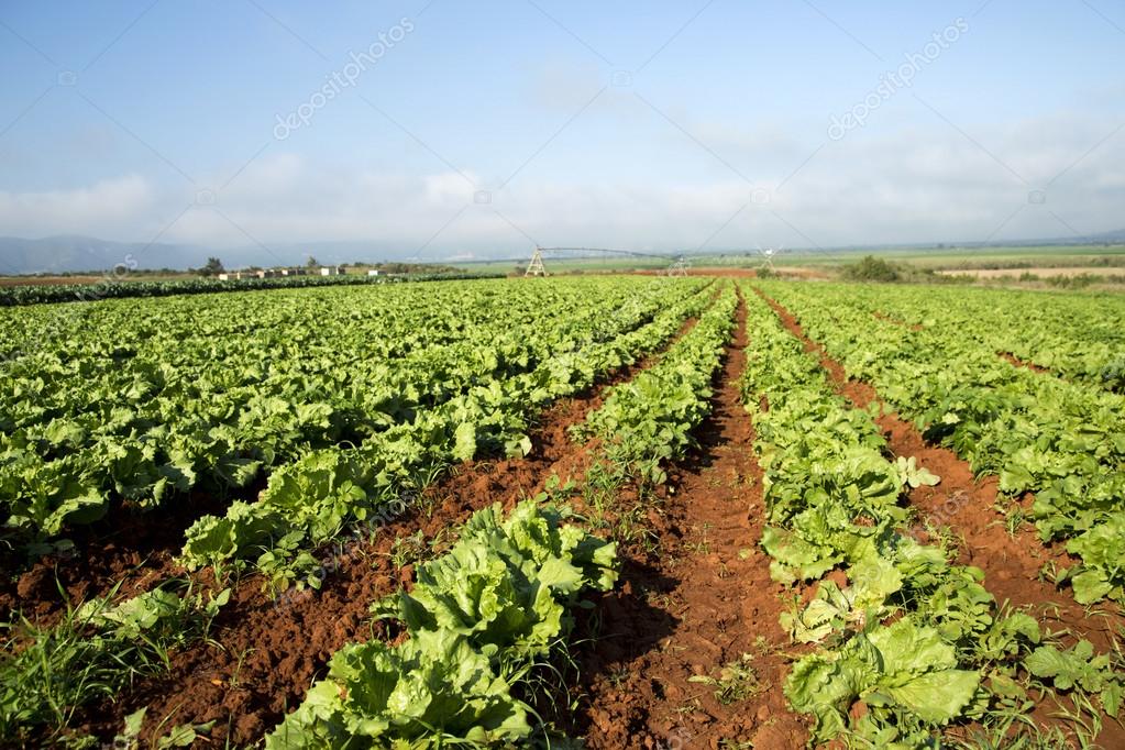 Beautiful green crops on a farm — Stock Photo © Lindsay_Basson 25867153