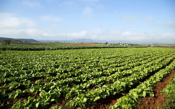 Beautiful green crops on a farm