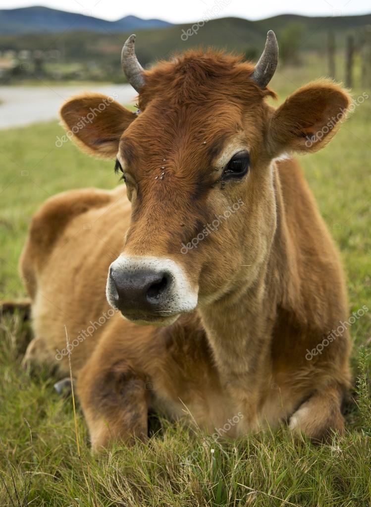 depositphotos_26925101-stock-photo-a-beautiful-cow-lying-in.jpg