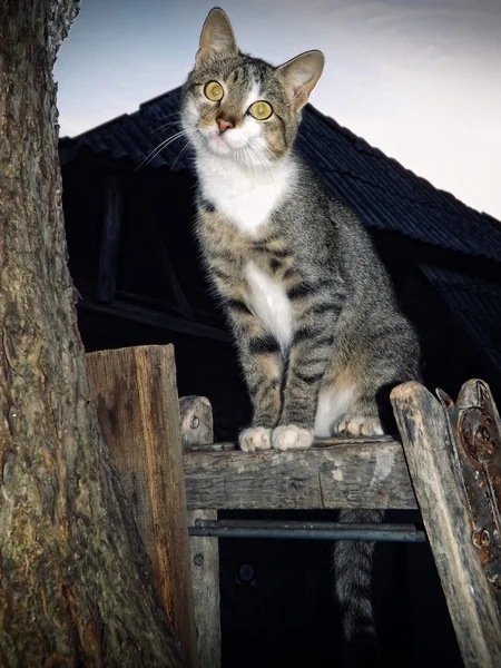 Gatto curioso — Foto Stock