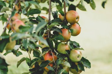 Olgun elma ile elma ağacı 