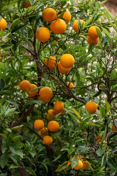 Obstgarten Orangenbaum Mit Reifen Früchten — Stockfoto