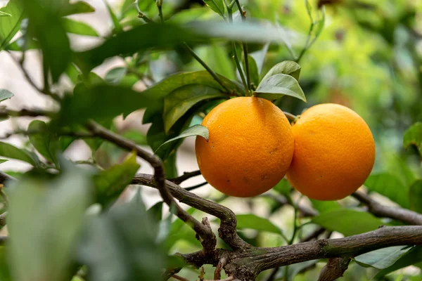 Obstgarten Orangenbaum Mit Reifen Früchten — Stockfoto