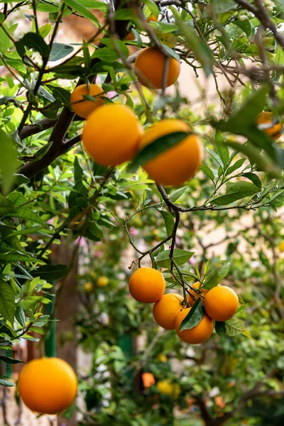 Obstgarten Orangenbaum Mit Reifen Früchten — Stockfoto