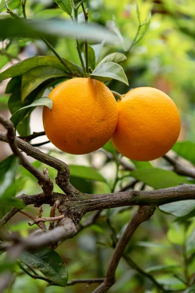 Obstgarten Orangenbaum Mit Reifen Früchten — Stockfoto