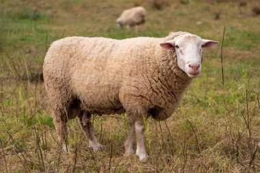 Beyaz koyun çayırda otluyor.