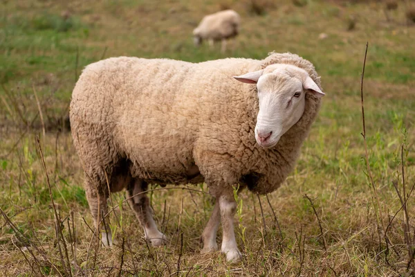 White Sheep Grazes Meadow — стоковое фото