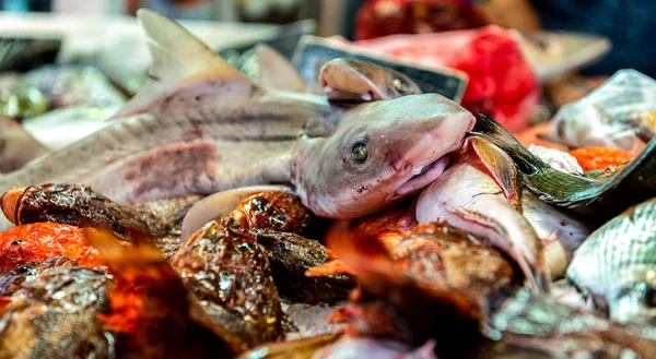 スペインの魚市場 地中海の魚や魚介類とカウンター — ストック写真