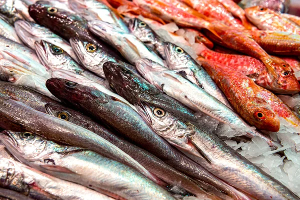 Assorted Fresh Mediterranean Fish Counter Stock Image