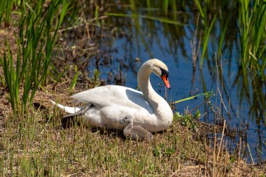 Gölde küçük bir civciv ile dişi kuğu
