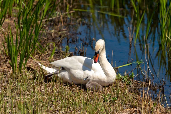 Női Hattyú Egy Kiscsibével Tavon — Stock Fotó