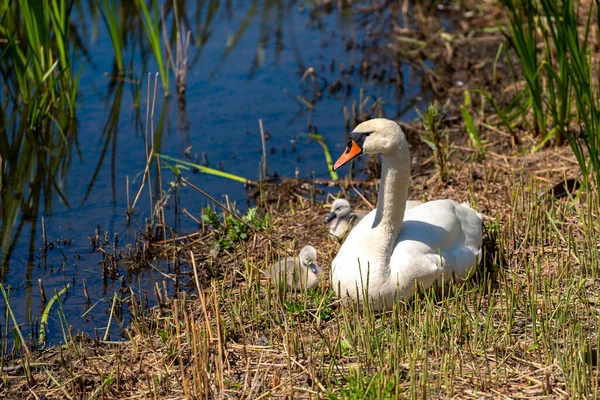 Gölde küçük yavruları olan dişi kuğu.