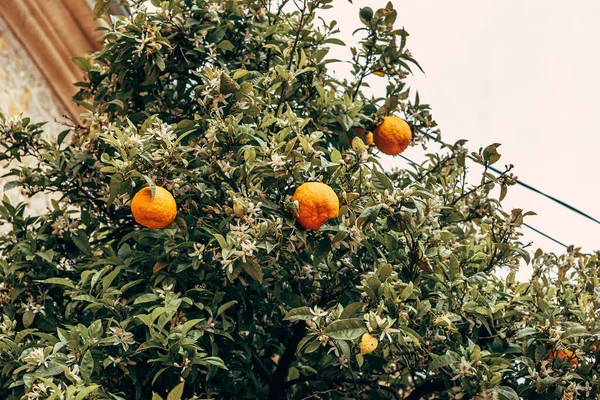Orangenbaum Mit Reifen Früchten Und Blumen — Stockfoto