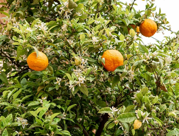 Orangenbaum Mit Reifen Früchten Und Blumen — Stockfoto