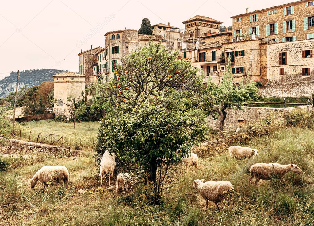 View of the ancient streets of Valldemossa. Orange tree against the background of old houses and a flock of sheep
