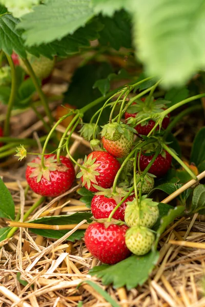 Strawberry Patch Ripe Berries Royalty Free Stock Photos