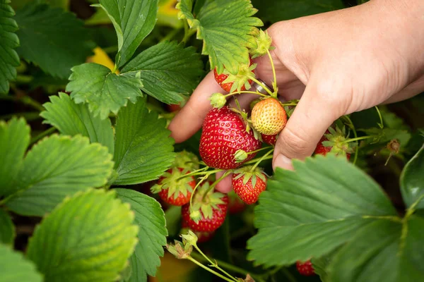 Erdbeeren Ernten Hände Mit Erdbeeren Auf Dem Hintergrund Eines Erdbeerbeetes — Stockfoto