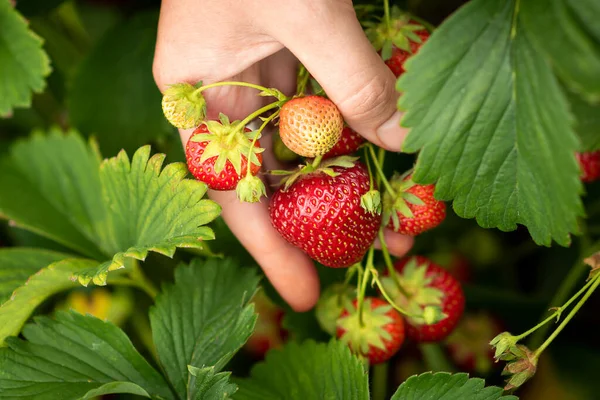 Harvesting Strawberries Hands Strawberries Background Strawberry Patch Stock Image