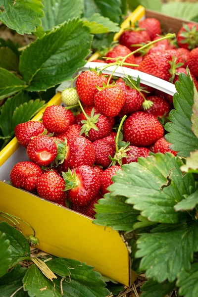 Cosechando Fresas Fresas Maduras Una Caja Cartón Parche Fresa — Foto de Stock