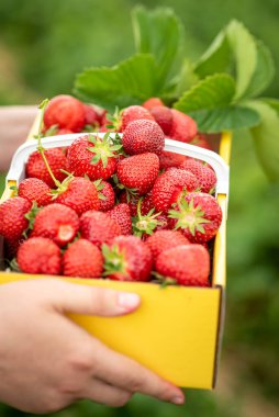 Kadın eli, olgun çileklerle dolu bir karton kutuyu tutuyor.
