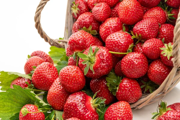 Erdbeeren Einem Weidenkorb Isolate Auf Weißem Hintergrund — Stockfoto