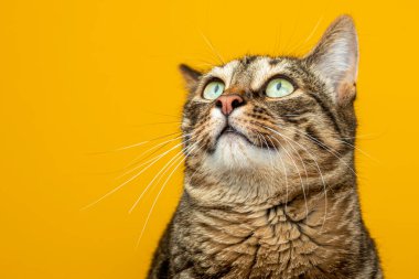 Sarı arka planda çizgili bir kedinin portresi. Kedi objeye bakıyor.