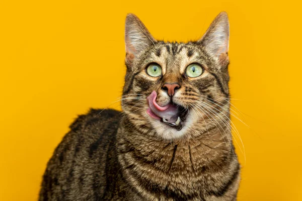 Sarı arka planda çizgili bir kedinin portresi. Kedi dudaklarını yalıyor.