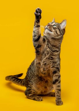 Şirin tekir kedisi patisiyle oynuyor Kedi patisini kaldırdı ve dikkatlice objeye baktı