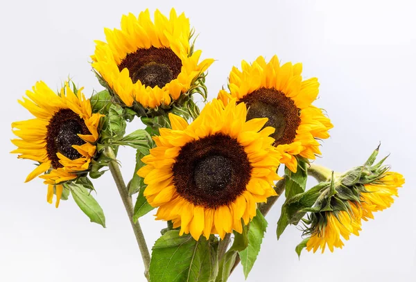 Sunflower flowers on a light gray background. Isolate