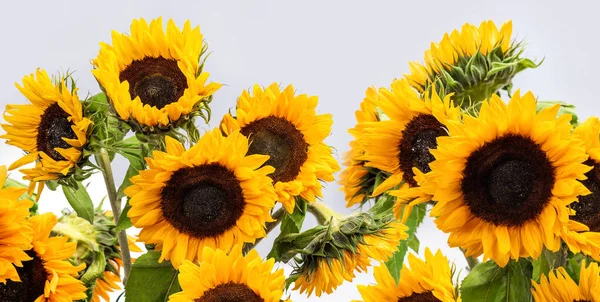 Sunflower flowers on a light gray background. Isolate
