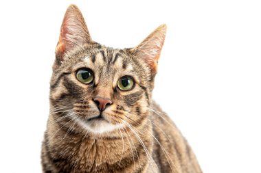 Portrait of a cat on a white background. Isolate
