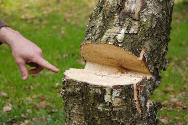 Опасные рубки деревьев
