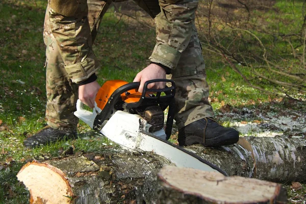 위험 나무 벌목veszély fakivágás — Stock Fotó